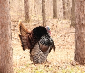 2014 04 27 WestwoodHills 006